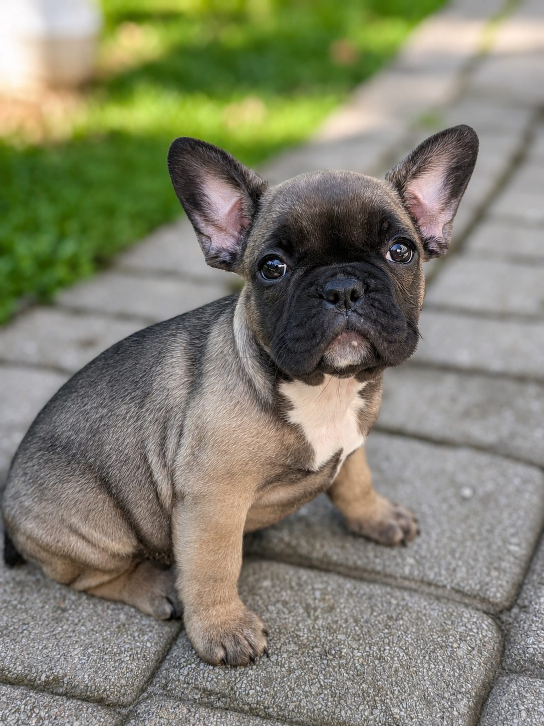 Brownie, a sable French Bulldog puppy