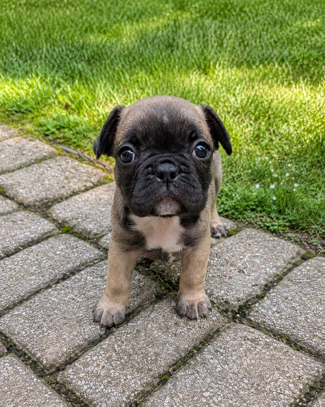 Brownie, photo 3