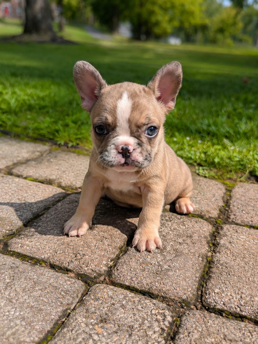 Cookie, a merle French Bulldog puppy