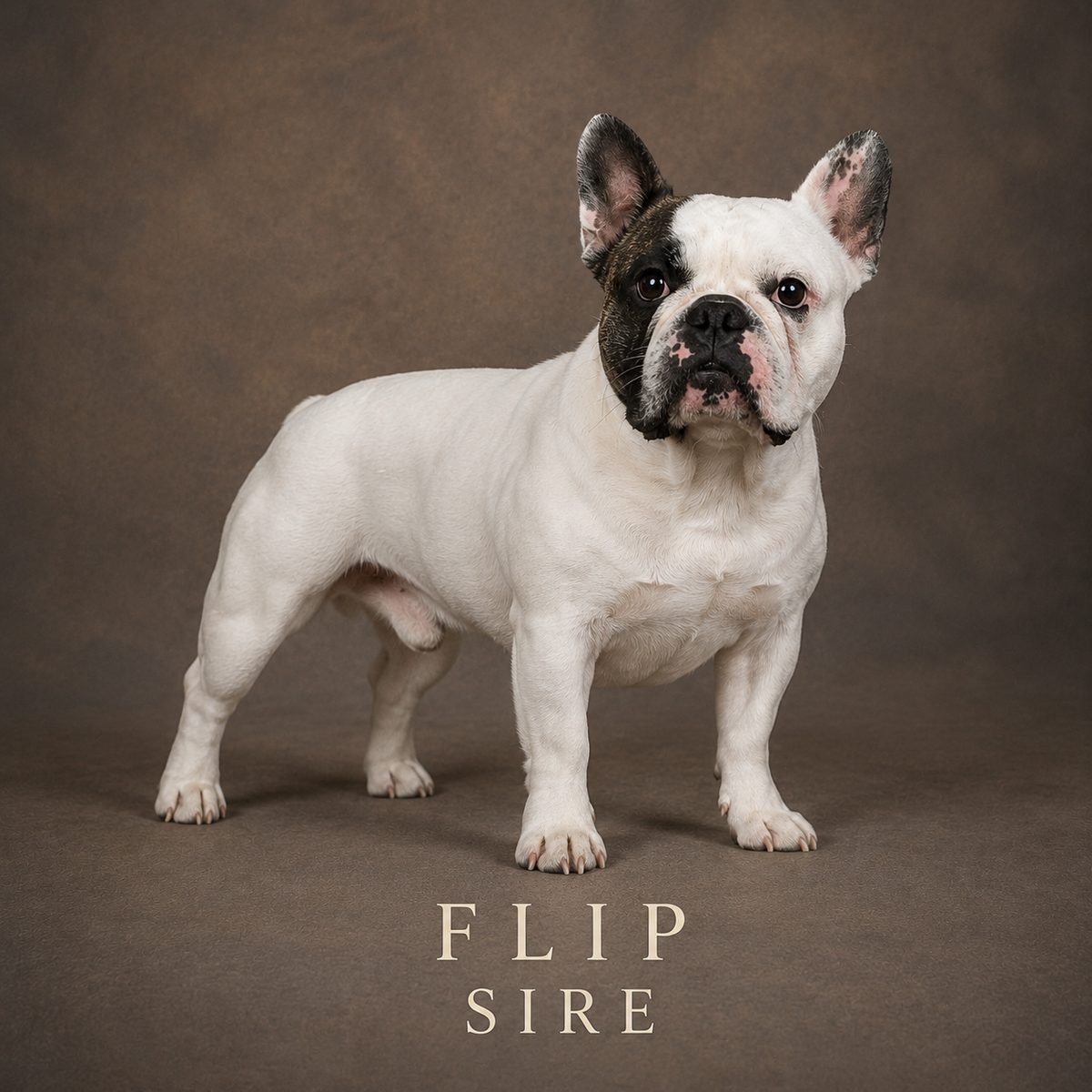 Flip, sire of the current litter