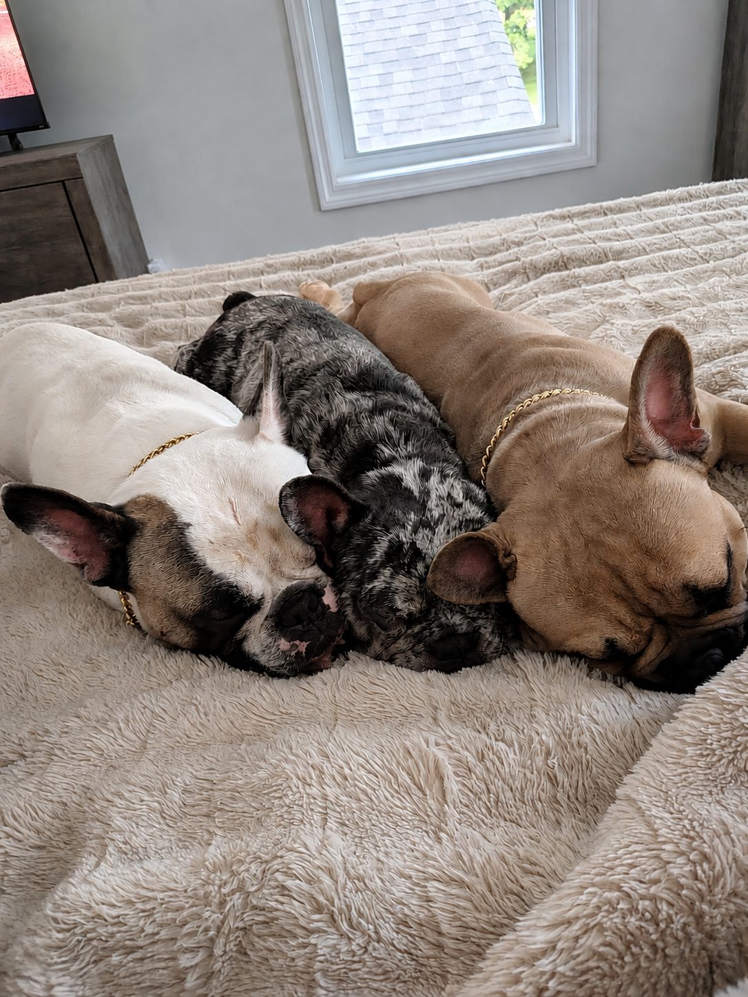 A Grundy’s Canines French Bulldog puppy