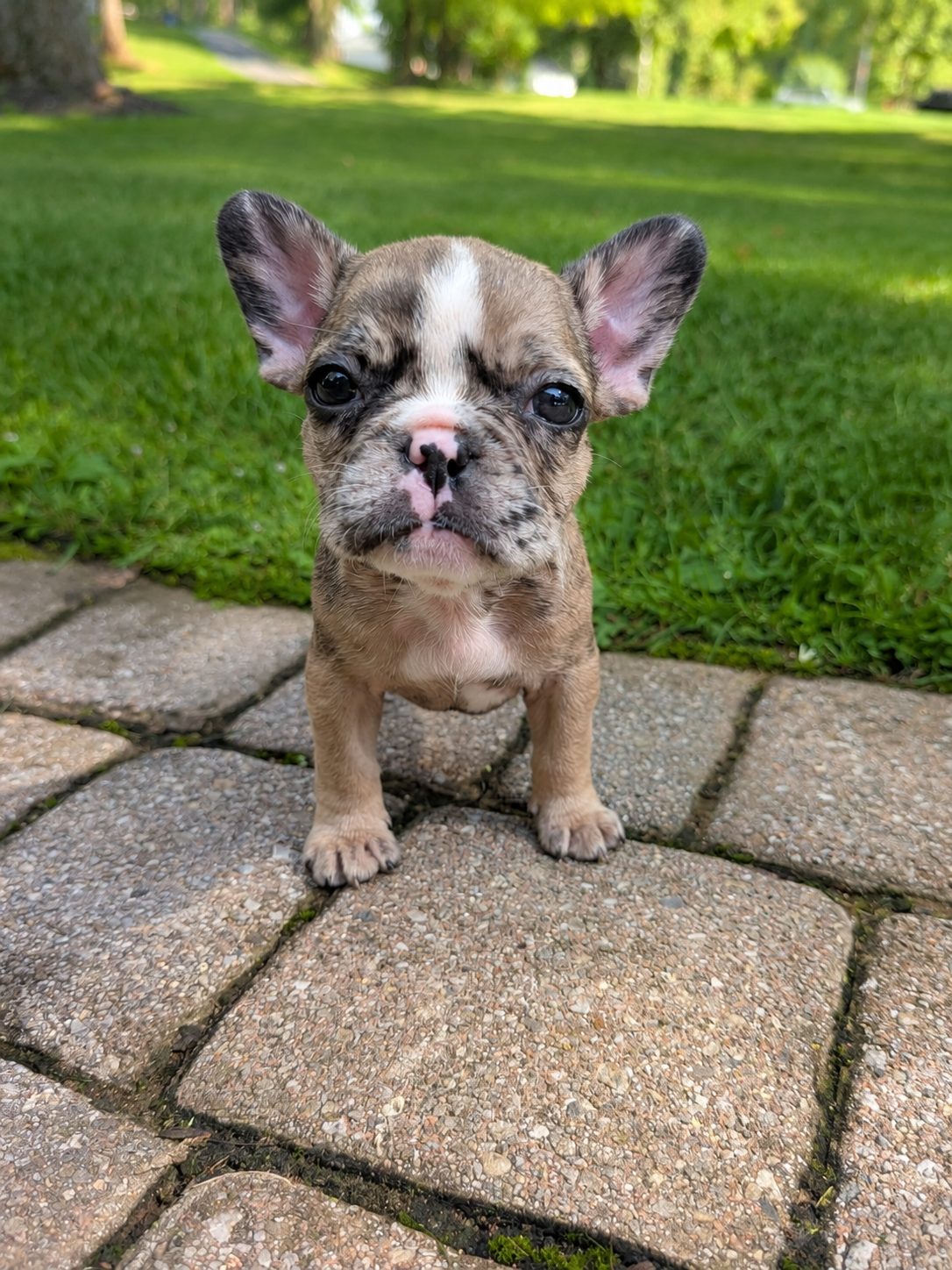 Tottie, a merle French Bulldog puppy
